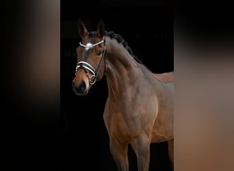 Oldenbourg, Jument, 3 Ans, 173 cm, Bai