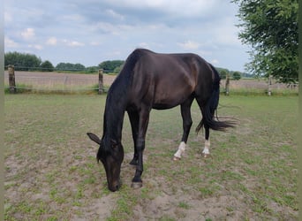 Oldenbourg, Jument, 3 Ans, 174 cm, Bai brun foncé