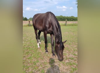 Oldenbourg, Jument, 3 Ans, 174 cm, Bai brun foncé