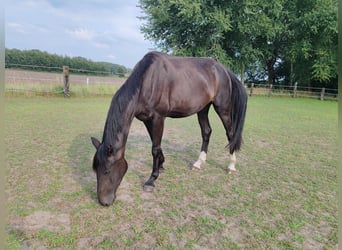 Oldenbourg, Jument, 3 Ans, 174 cm, Bai brun foncé