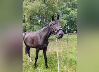 Oldenbourg, Jument, 3 Ans, 174 cm, Bai brun foncé