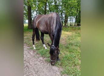 Oldenbourg, Jument, 3 Ans, 174 cm, Bai brun foncé