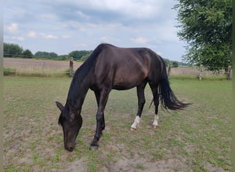 Oldenbourg, Jument, 3 Ans, 174 cm, Bai brun foncé