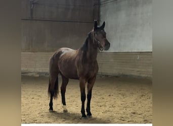 Oldenbourg, Jument, 3 Ans, 175 cm, Bai
