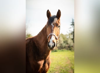 Oldenbourg, Jument, 3 Ans, 175 cm, Bai