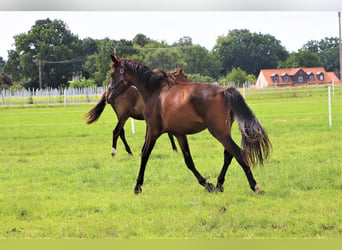 Oldenbourg, Jument, 3 Ans, Bai brun