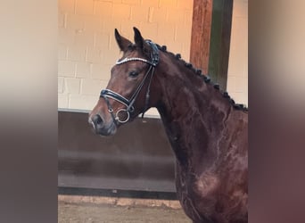 Oldenbourg, Jument, 3 Ans, Bai