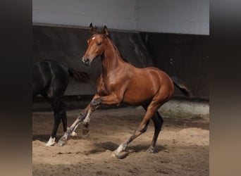 Oldenbourg, Jument, 3 Ans, Bai