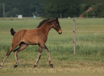 Oldenbourg, Jument, 3 Ans