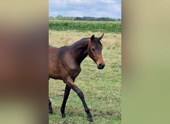 Oldenbourg, Jument, 3 Ans