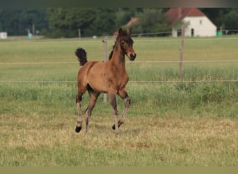 Oldenbourg, Jument, 3 Ans