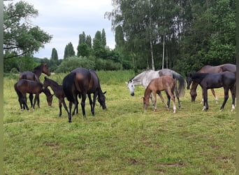 Oldenbourg, Jument, 3 Ans, Noir