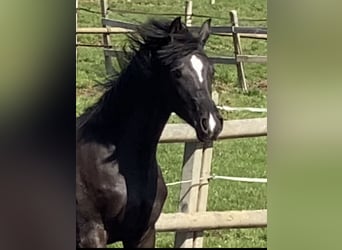 Oldenbourg, Jument, 3 Ans, Noir
