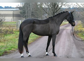 Oldenbourg, Jument, 4 Ans, 156 cm, Bai brun