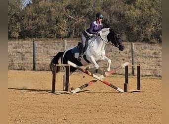 Oldenbourg, Jument, 4 Ans, 157 cm, Pinto