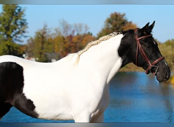 Oldenbourg, Jument, 4 Ans, 157 cm, Pinto