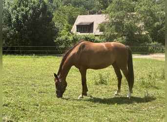 Oldenbourg, Jument, 4 Ans, 160 cm, Alezan