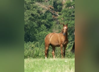 Oldenbourg, Jument, 4 Ans, 160 cm, Alezan