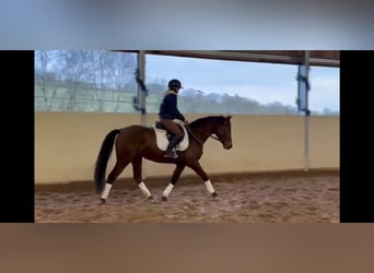 Oldenbourg, Jument, 4 Ans, 160 cm, Bai brun