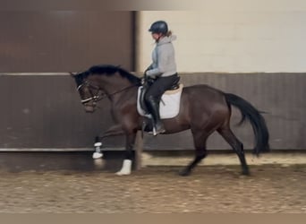 Oldenbourg, Jument, 4 Ans, 160 cm, Bai brun