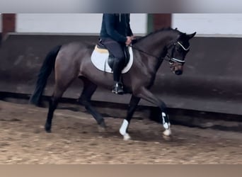 Oldenbourg, Jument, 4 Ans, 160 cm, Bai brun