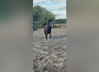 Oldenbourg, Jument, 4 Ans, 160 cm, Bai