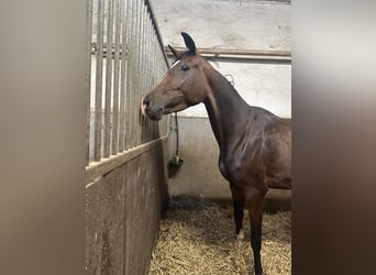 Oldenbourg, Jument, 4 Ans, 160 cm, Bai