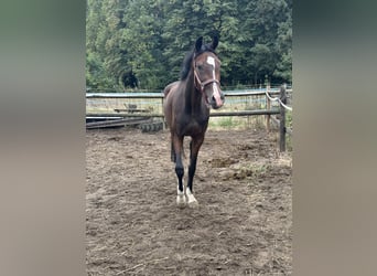 Oldenbourg, Jument, 4 Ans, 160 cm, Bai