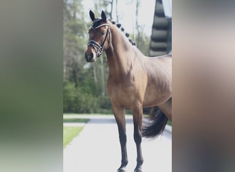 Oldenbourg, Jument, 4 Ans, 160 cm, Bai