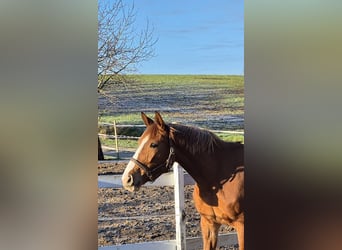 Oldenbourg, Jument, 4 Ans, 160 cm