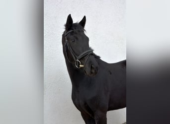 Oldenbourg, Jument, 4 Ans, 160 cm, Noir