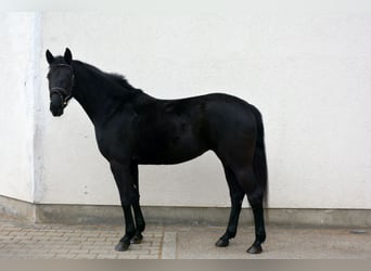Oldenbourg, Jument, 4 Ans, 160 cm, Noir