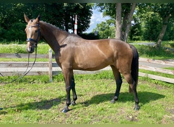Oldenbourg, Jument, 4 Ans, 161 cm, Bai brun