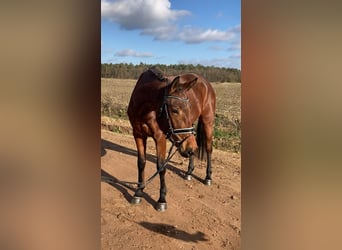 Oldenbourg, Jument, 4 Ans, 161 cm, Bai