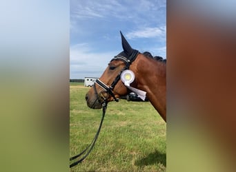Oldenbourg, Jument, 4 Ans, 161 cm, Bai