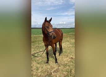 Oldenbourg, Jument, 4 Ans, 161 cm, Bai