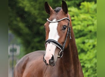 Oldenbourg, Jument, 4 Ans, 161 cm, Bai