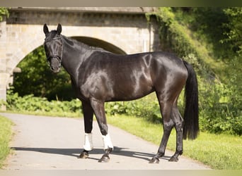 Oldenbourg, Jument, 4 Ans, 161 cm, Noir