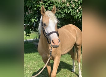 Oldenbourg, Jument, 4 Ans, 161 cm, Palomino