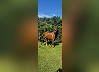 Oldenbourg, Jument, 4 Ans, 162 cm, Alezan brûlé