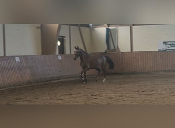 Oldenbourg, Jument, 4 Ans, 162 cm, Alezan brûlé