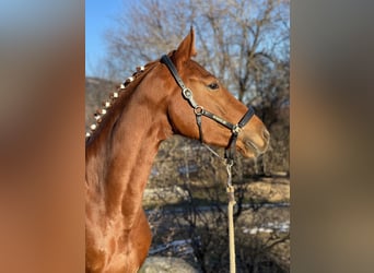 Oldenbourg, Jument, 4 Ans, 162 cm, Alezan brûlé