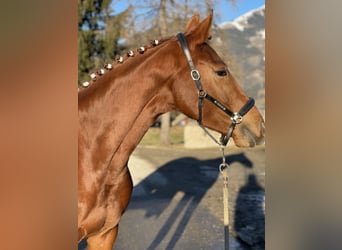 Oldenbourg, Jument, 4 Ans, 162 cm, Alezan brûlé