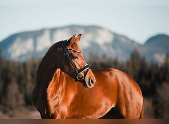 Oldenbourg, Jument, 4 Ans, 162 cm, Alezan brûlé