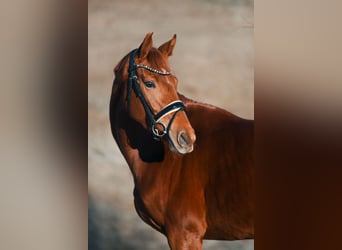 Oldenbourg, Jument, 4 Ans, 162 cm, Alezan brûlé