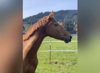 Oldenbourg, Jument, 4 Ans, 162 cm, Alezan brûlé