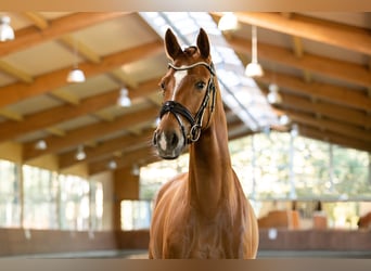 Oldenbourg, Jument, 4 Ans, 162 cm, Alezan