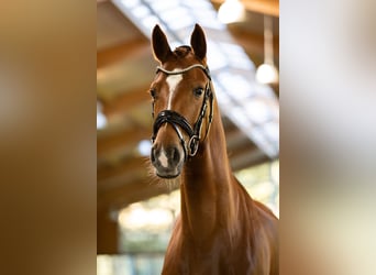 Oldenbourg, Jument, 4 Ans, 162 cm, Alezan