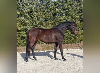 Oldenbourg, Jument, 4 Ans, 162 cm, Bai