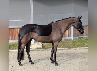 Oldenbourg, Jument, 4 Ans, 162 cm, Noir